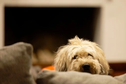 Whoodle Dogs Breed - Information, Temperament, Size & Price | Lancaster Puppies