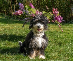 Mini Bernedoodle Dogs Breed - Information, Temperament, Size & Price | Lancaster Puppies