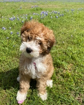 Mini Bernedoodle Dogs Breed - Information, Temperament, Size & Price | Lancaster Puppies