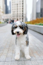 Mini Bernedoodle Dogs Breed - Information, Temperament, Size & Price | Lancaster Puppies