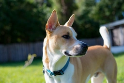 Pitsky Dogs Breed - Information, Temperament, Size & Price | Lancaster Puppies