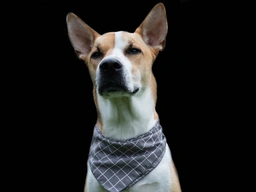 Pitsky Dogs Breed - Information, Temperament, Size & Price | Lancaster Puppies