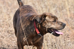 Mountain Cur Dogs Breed - Information, Temperament, Size & Price | Lancaster Puppies