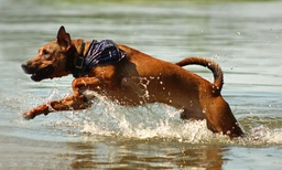 Mountain Cur Dogs Breed - Information, Temperament, Size & Price | Lancaster Puppies