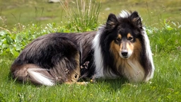 Scotch Collie Dogs Breed - Information, Temperament, Size & Price | Lancaster Puppies