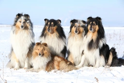 Scotch Collie Dogs Breed - Information, Temperament, Size & Price | Lancaster Puppies