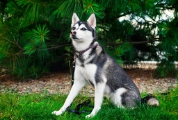 Alaskan Klee Kai Dogs Breed - Information, Temperament, Size & Price | Lancaster Puppies