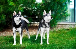 Alaskan Klee Kai Dogs Breed - Information, Temperament, Size & Price | Lancaster Puppies