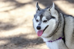 Alaskan Klee Kai Dogs Breed - Information, Temperament, Size & Price | Lancaster Puppies