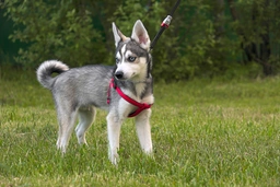 Alaskan Klee Kai Dogs Breed - Information, Temperament, Size & Price | Lancaster Puppies