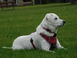 Akbash Dog Dogs Breed - Information, Temperament, Size & Price | Lancaster Puppies