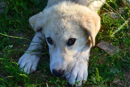 Akbash Dog Dogs Breed - Information, Temperament, Size & Price | Lancaster Puppies
