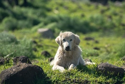Akbash Dog Dogs Breed - Information, Temperament, Size & Price | Lancaster Puppies