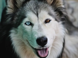 Alaskan Husky Dogs Breed - Information, Temperament, Size & Price | Lancaster Puppies