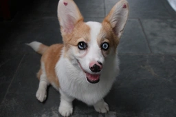 American Corgi Dogs Breed - Information, Temperament, Size & Price | Lancaster Puppies