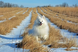 American Eskimo Dog Dogs Breed - Information, Temperament, Size & Price | Lancaster Puppies