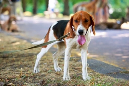 American Foxhound Dogs Breed - Information, Temperament, Size & Price | Lancaster Puppies
