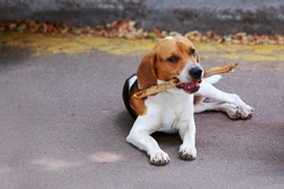 American Foxhound Dogs Breed - Information, Temperament, Size & Price | Lancaster Puppies