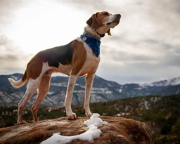 American Foxhound Dogs Breed - Information, Temperament, Size & Price | Lancaster Puppies