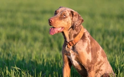 American Leopard Hound Dogs Breed - Information, Temperament, Size & Price | Lancaster Puppies