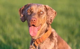 American Leopard Hound Dogs Breed - Information, Temperament, Size & Price | Lancaster Puppies