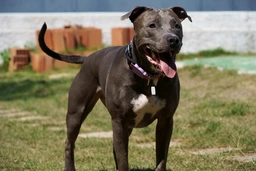 American Pit Bull Terrier Dogs Breed - Information, Temperament, Size & Price | Lancaster Puppies