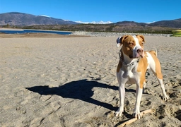 American Pit Bull Terrier Dogs Breed - Information, Temperament, Size & Price | Lancaster Puppies