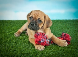Beabull Dogs Breed - Information, Temperament, Size & Price | Lancaster Puppies