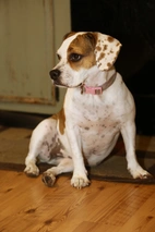 Beabull Dogs Breed - Information, Temperament, Size & Price | Lancaster Puppies