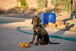 Black and Tan Coonhound Dogs Breed - Information, Temperament, Size & Price | Lancaster Puppies