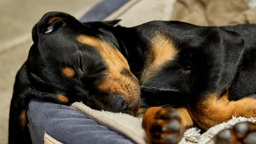 Black and Tan Coonhound Dogs Breed - Information, Temperament, Size & Price | Lancaster Puppies