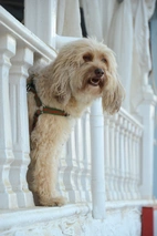 Briquet Griffon Vendéen Dogs Breed - Information, Temperament, Size & Price | Lancaster Puppies