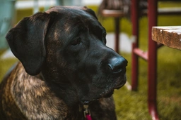 Daniff Dogs Breed - Information, Temperament, Size & Price | Lancaster Puppies