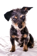 Dorkie Dogs Breed - Information, Temperament, Size & Price | Lancaster Puppies