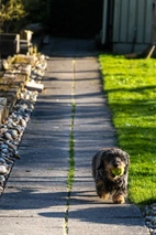 Dorkie Dogs Breed - Information, Temperament, Size & Price | Lancaster Puppies