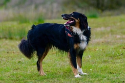 English Shepherd Dogs Breed - Information, Temperament, Size & Price | Lancaster Puppies