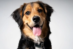 English Shepherd Dogs Breed - Information, Temperament, Size & Price | Lancaster Puppies