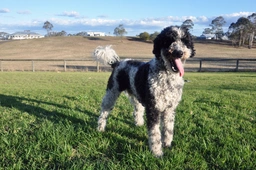 Giant Schnoodle Dogs Breed - Information, Temperament, Size & Price | Lancaster Puppies