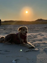 Huskipoo Dogs Breed - Information, Temperament, Size & Price | Lancaster Puppies