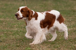 Irish Red and White Setter Dogs Breed - Information, Temperament, Size & Price | Lancaster Puppies