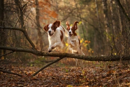 Irish Red and White Setter Dogs Breed - Information, Temperament, Size & Price | Lancaster Puppies