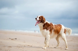 Irish Red and White Setter Dogs Breed - Information, Temperament, Size & Price | Lancaster Puppies