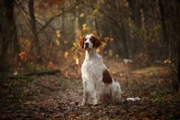 Irish Red and White Setter Dogs Breed - Information, Temperament, Size & Price | Lancaster Puppies