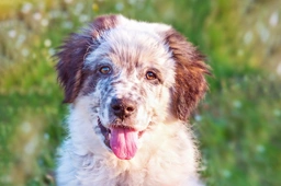 Karakachan Dogs Breed - Information, Temperament, Size & Price | Lancaster Puppies