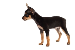 Manchester Terrier Toy Dogs Breed - Information, Temperament, Size & Price | Lancaster Puppies