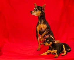 Manchester Terrier Toy Dogs Breed - Information, Temperament, Size & Price | Lancaster Puppies