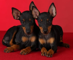 Manchester Terrier Toy Dogs Breed - Information, Temperament, Size & Price | Lancaster Puppies