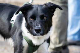 McNab Shepherd Dogs Breed - Information, Temperament, Size & Price | Lancaster Puppies