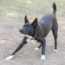 McNab Shepherd Dogs Breed - Information, Temperament, Size & Price | Lancaster Puppies