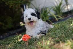 Mini Sheepadoodle Dogs Breed - Information, Temperament, Size & Price | Lancaster Puppies